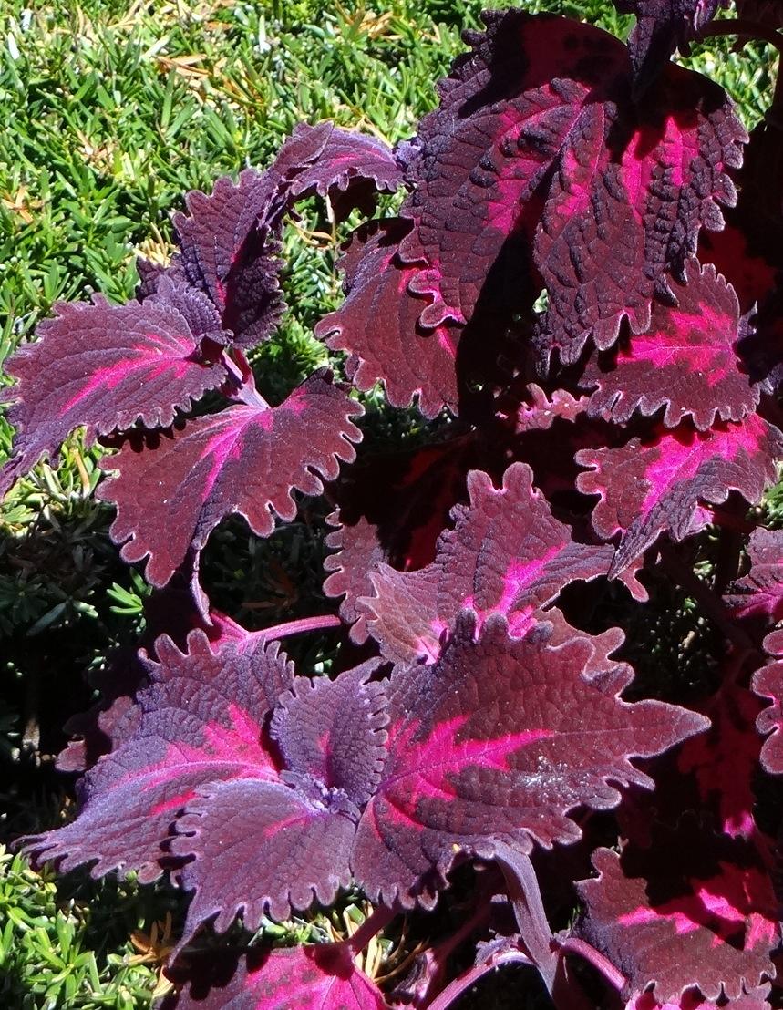 Coleus: Plant Care and Collection of Varieties - Garden.org