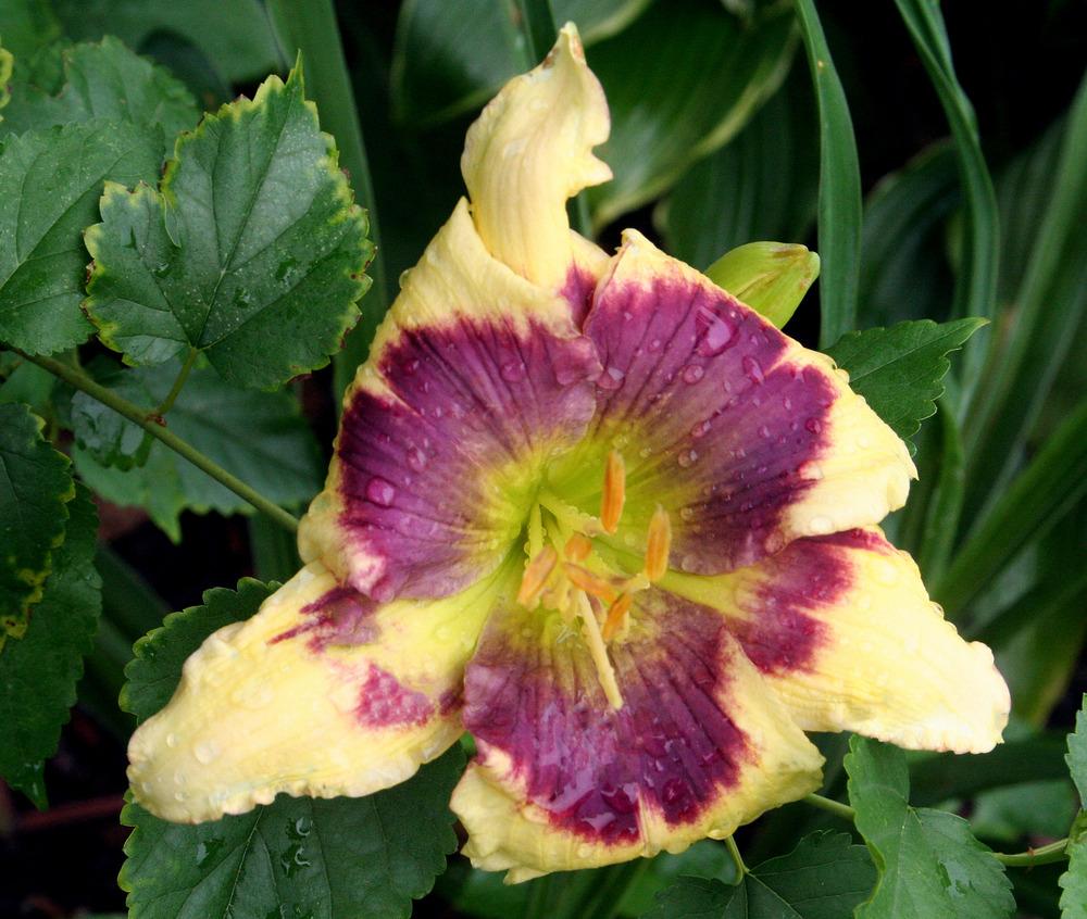 Photo of the bloom of Daylily (Hemerocallis 'Blue Delicious') posted by