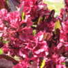 In Bloom...Mid-Afternoon