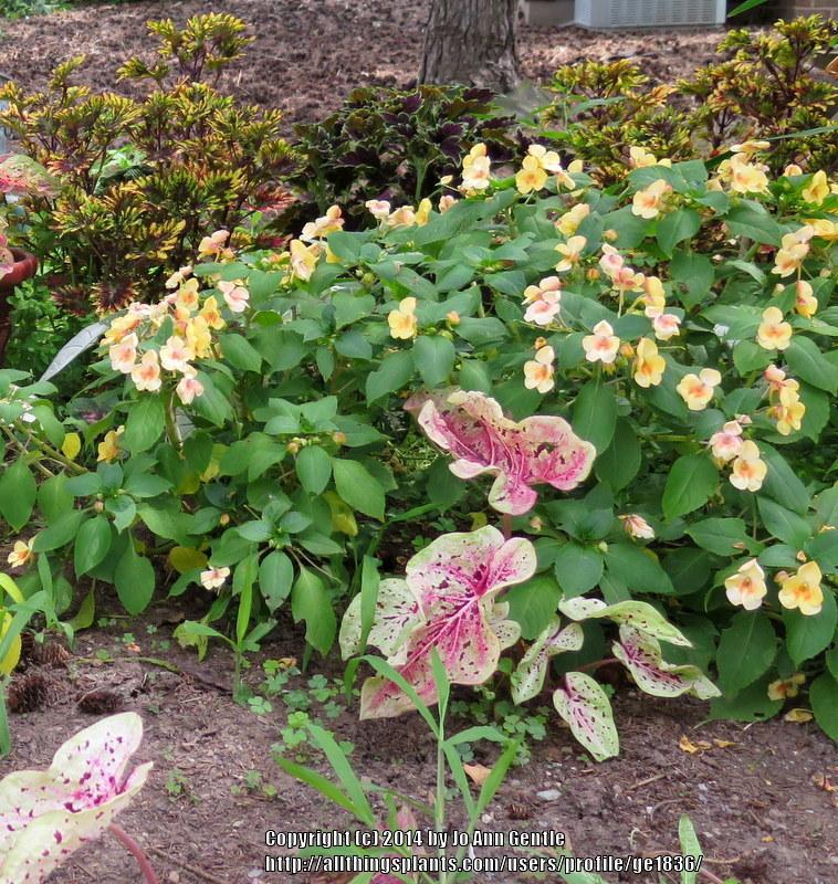 Photo of the entire plant of Exotic Impatiens (Impatiens Fusion™ Glow