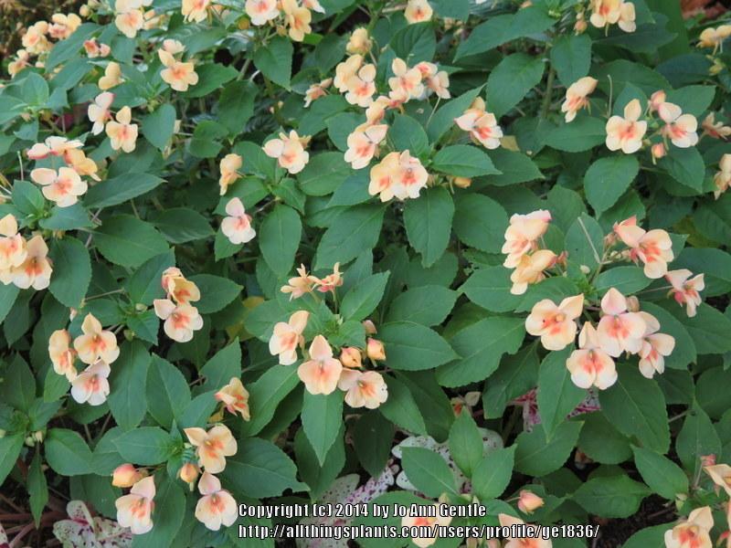 Photo of the entire plant of Exotic Impatiens (Impatiens Fusion™ Glow