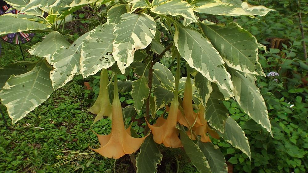 Photo of the entire plant of Angel Trumpet (Brugmansia versicolor