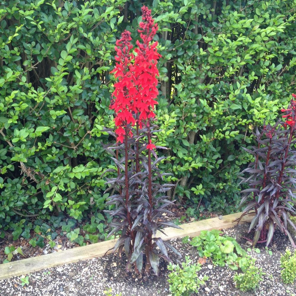 Photo of the entire plant of Cardinal Flower (Lobelia 'Queen Victoria