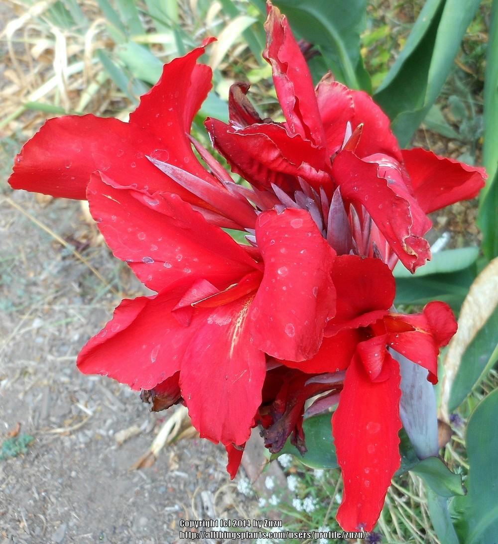 Canna Lily (Canna x generalis 'Pfitzer's Dwarf Cherry Red') in the