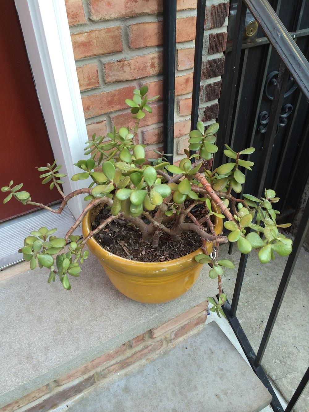 Surviving Jade Plant Root Rot Now What?!? in the Ask a Question forum