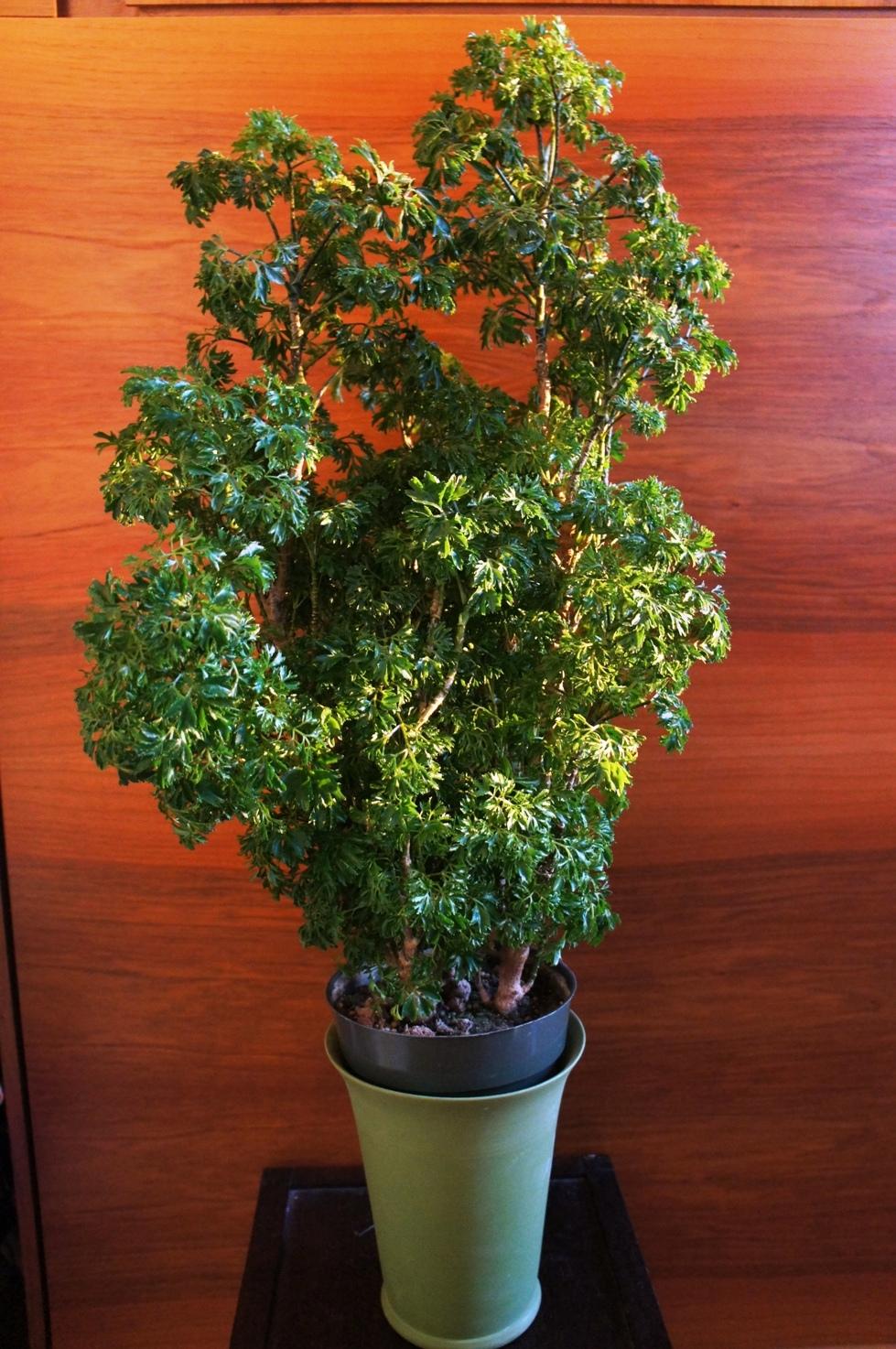 Photo of the entire plant of Parsley Aralia (Polyscias fruticosa
