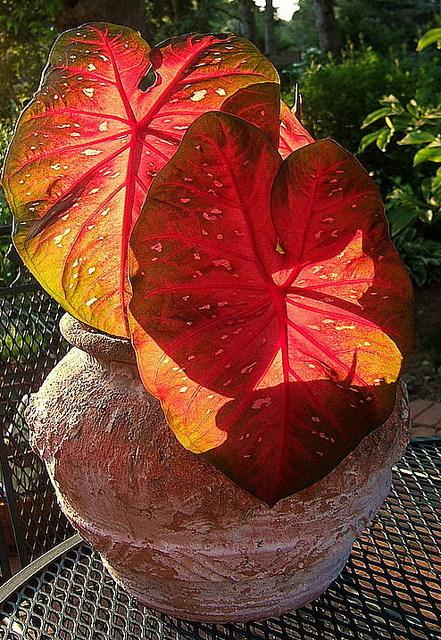 Caladiums: Plant Care and Collection of Varieties - Garden.org