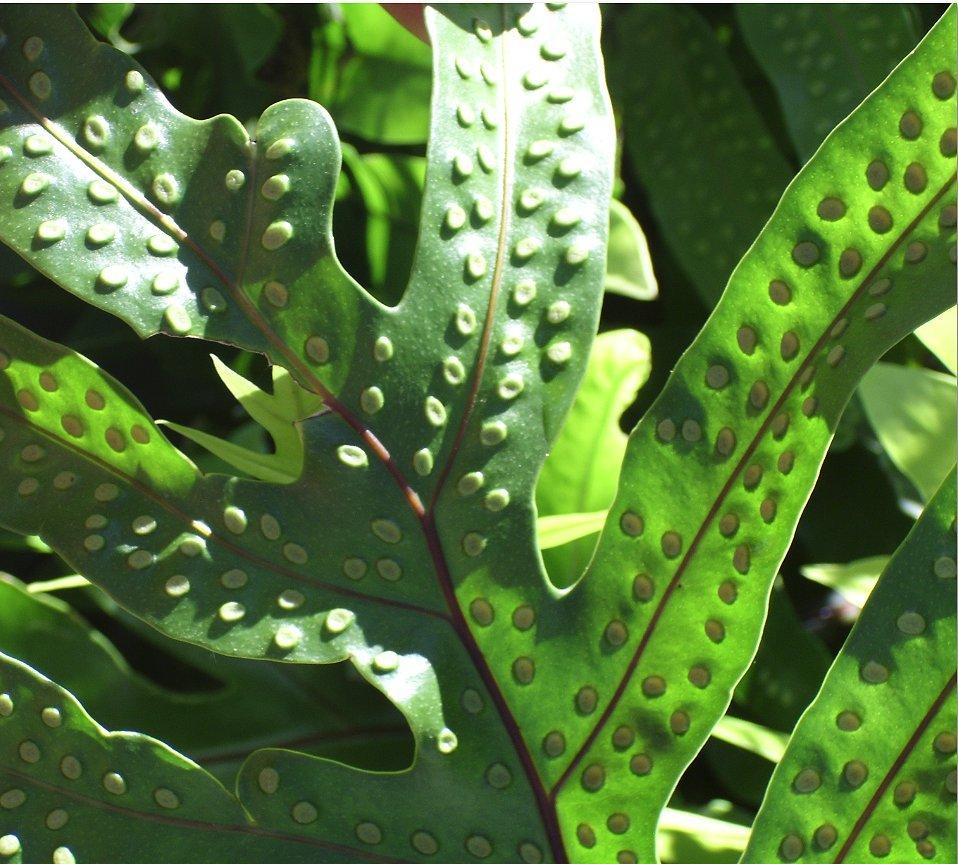 Wart Fern (Phymatosorus scolopendria)