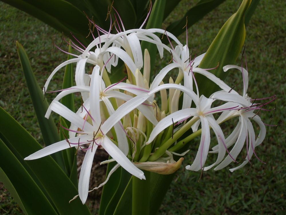 Photo of the entire plant of Crinum 'Queen Emma' posted by Shawwannda