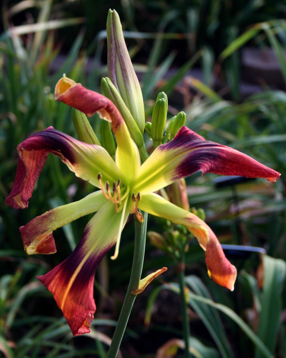 Daylily (Hemerocallis 'Painted Pinwheel') in the Daylilies Database