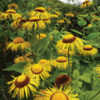Photo courtesy of Annie's Annuals and Perennials Photo courtesy of Annie's Annuals and Perennials