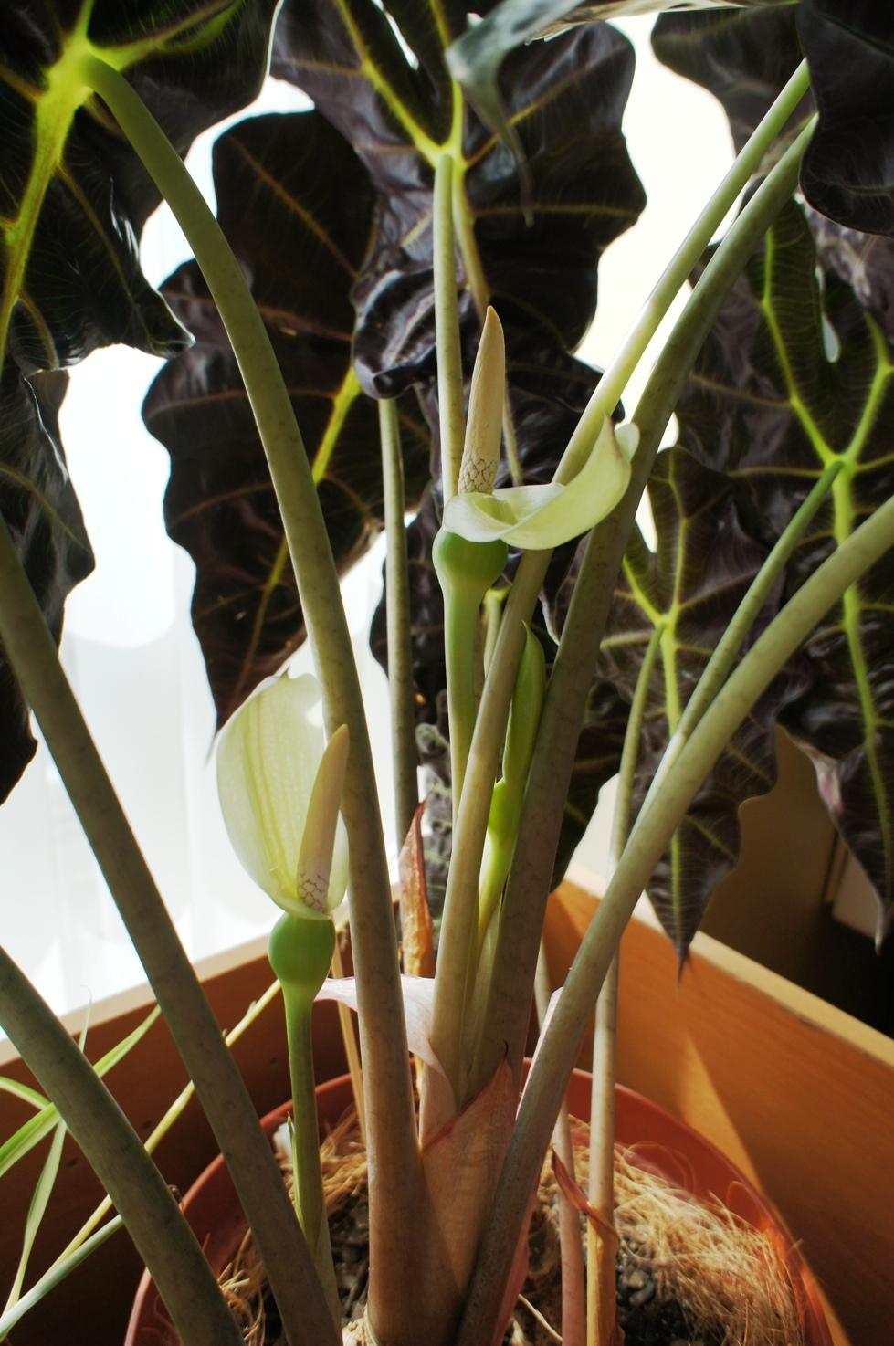 Photo of the bloom of African Mask (Alocasia 'Polly') posted by skylark
