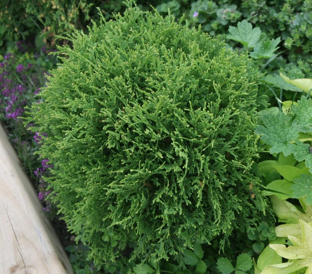 Arborvitaes Plant Care and Collection of Varieties