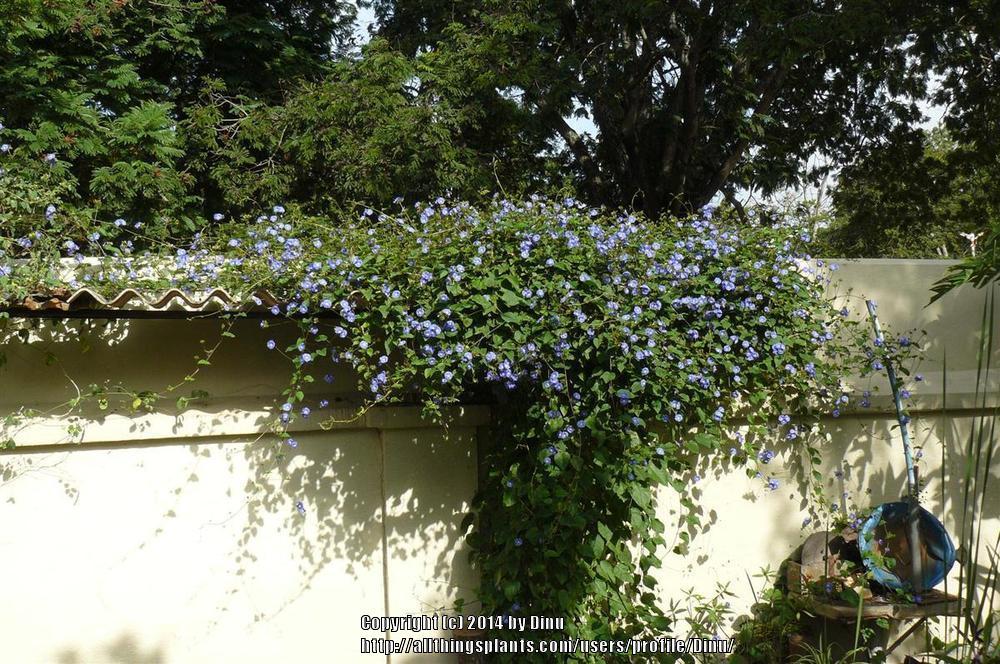 Photo of the entire plant of Skyblue Cluster Vine (Jacquemontia