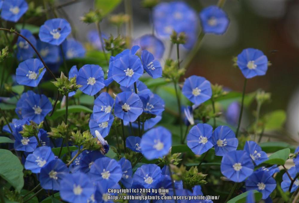 Photo of the bloom of Skyblue Cluster Vine (Jacquemontia pentantha