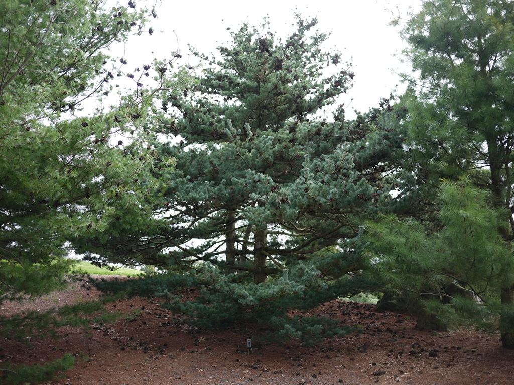 Photo of the entire plant of Japanese White Pine (Pinus parviflora