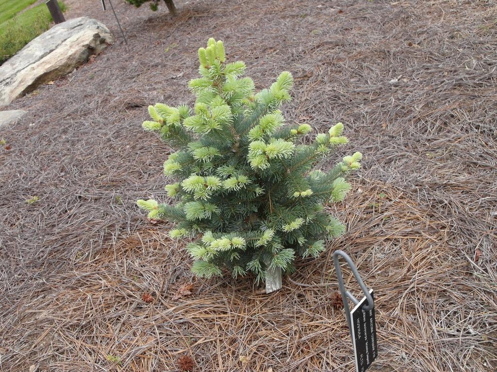 Corkbark Fir (Abies lasiocarpa 'Arizonica Compacta')