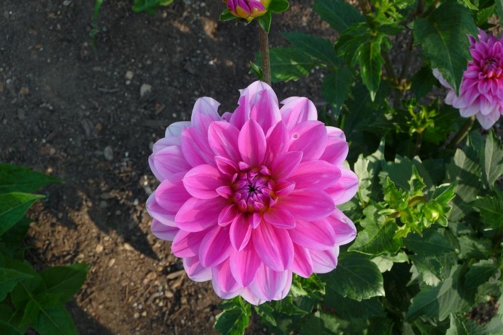 Dahlia &lsquo;Elvira&rsquo; in the Dahlias Database - Garden.org