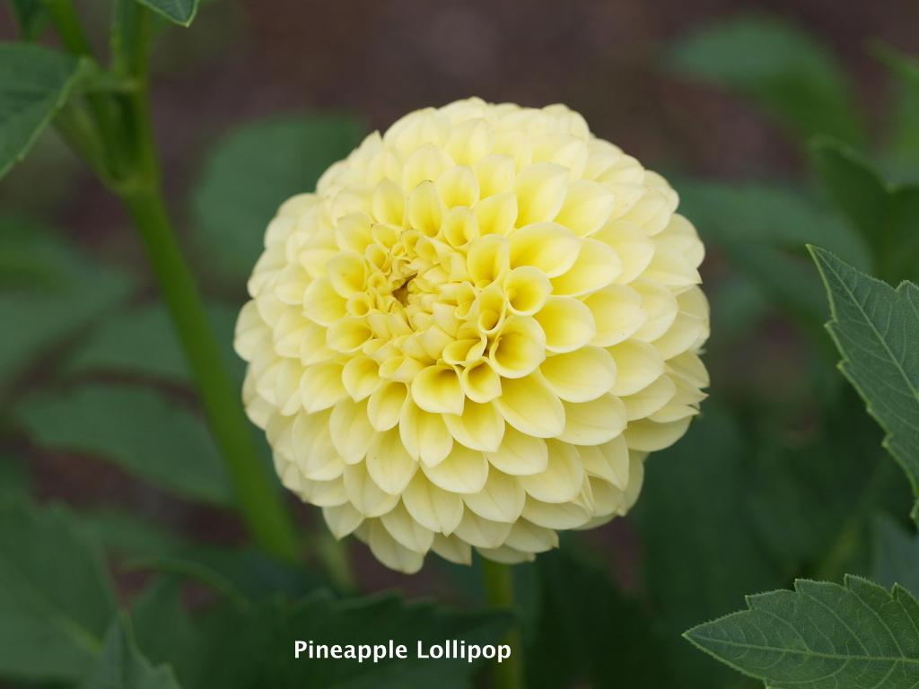 Dahlia 'Pineapple Lollipop' in the Dahlias Database