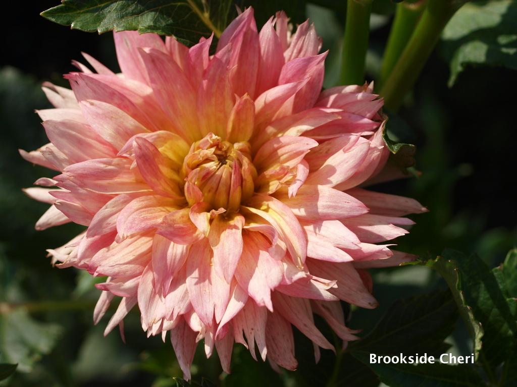 Photo of the entire plant of Dahlia &lsquo;Brookside Cheri&rsquo; posted by
