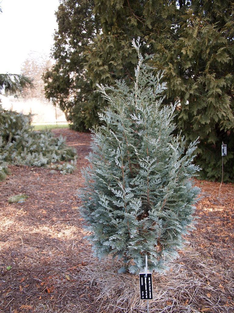 Lawson Cypress (Chamaecyparis lawsoniana 'Pelt's Blue')