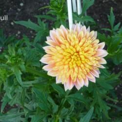 Photo of the entire plant of Dahlia &lsquo;Goldie Gull&rsquo; posted by