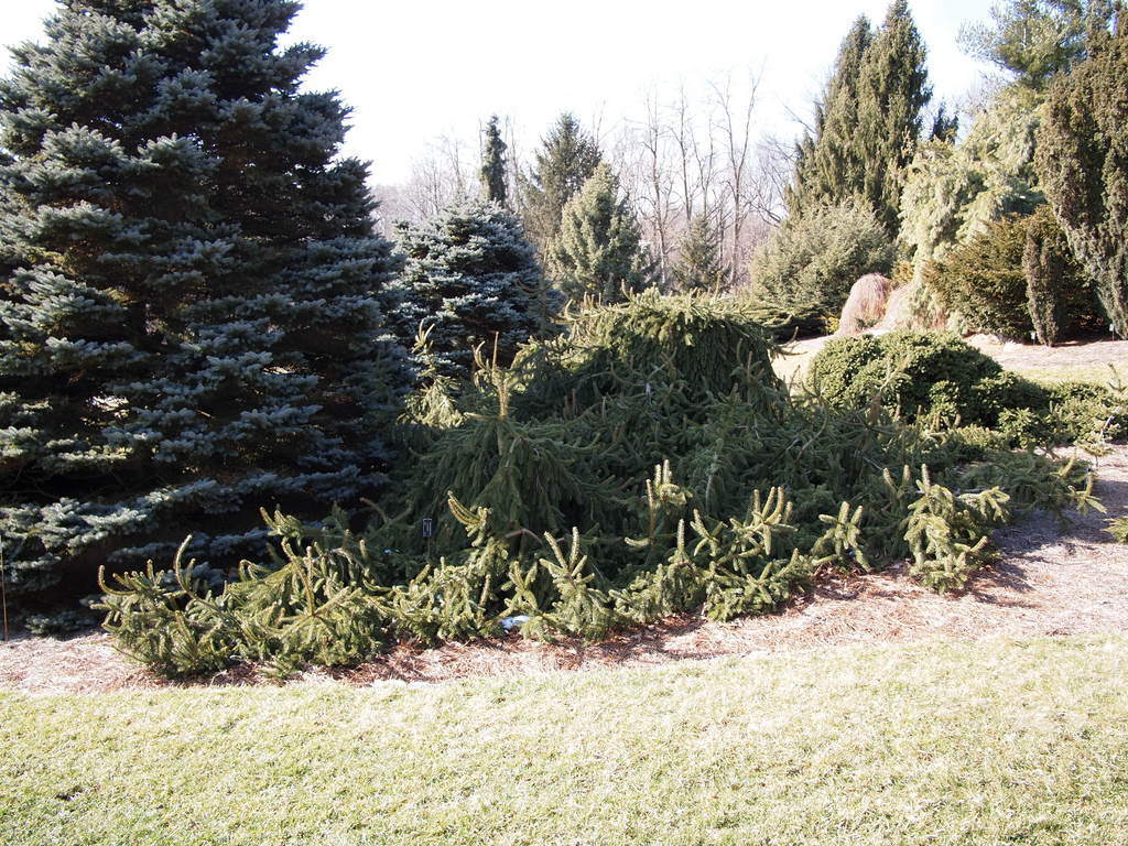 Photo of the entire plant of Inversa Norway Spruce (Picea abies