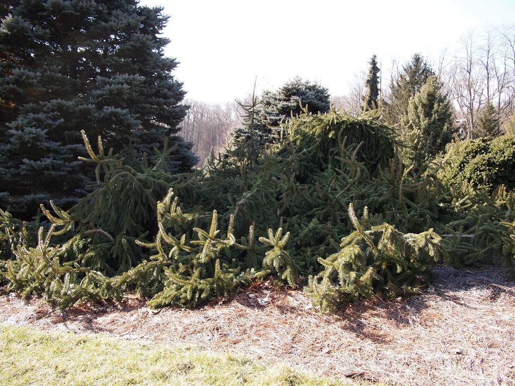 Inversa Norway Spruce (Picea abies 'Inversa') in the Spruces Database