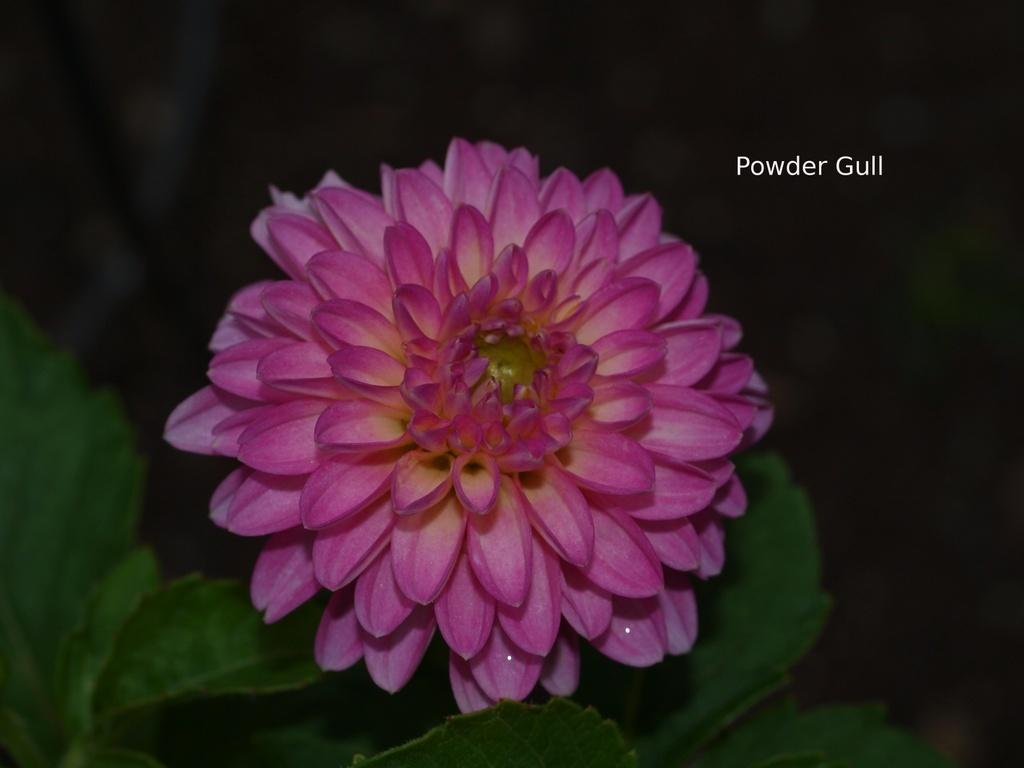 Dahlia 'Powder Gull' in the Dahlias Database