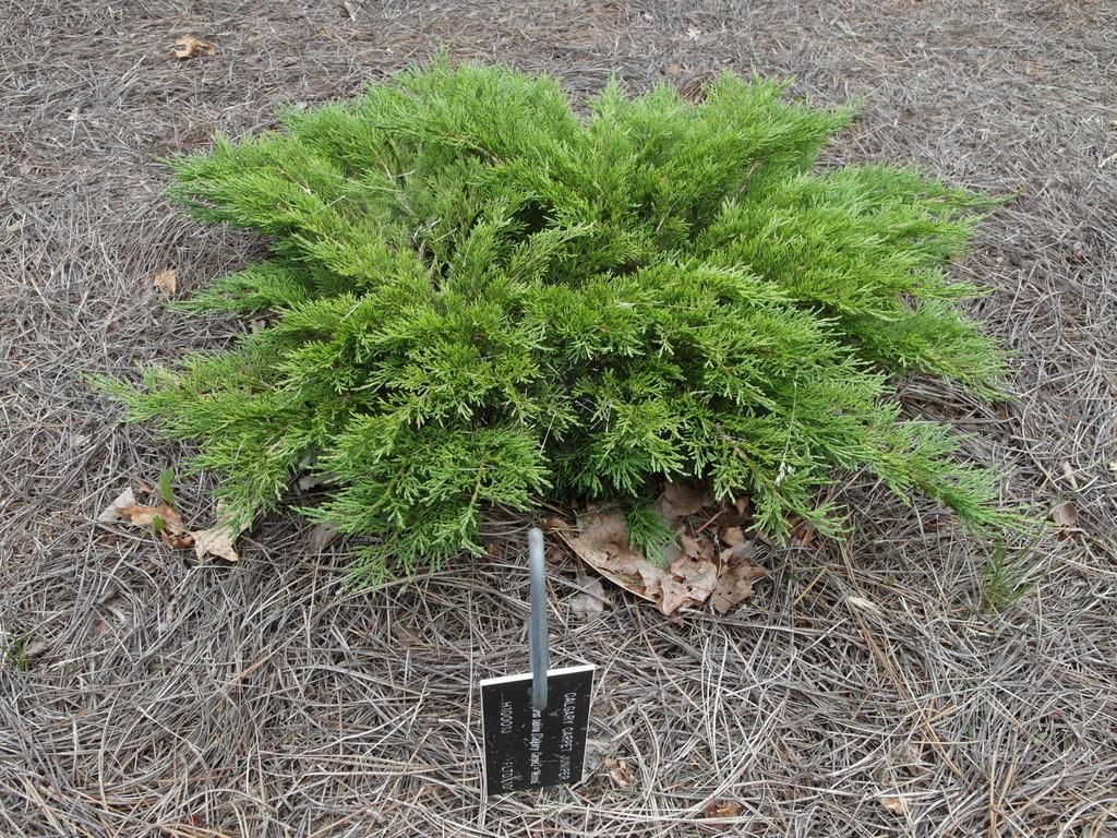 Savin Juniper (Juniperus sabina Calgary Carpet®)