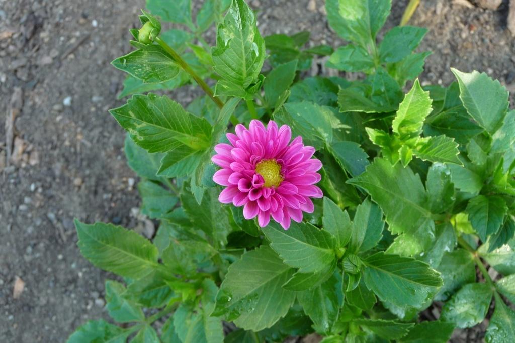 Photo of the entire plant of Dahlia &lsquo;Elvira&rsquo; posted by frankrichards16