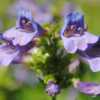 Second year plant grown from winter sown seed.