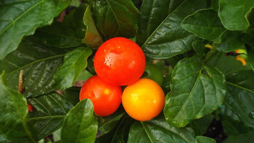 Jerusalem Cherry (Solanum pseudocapsicum)