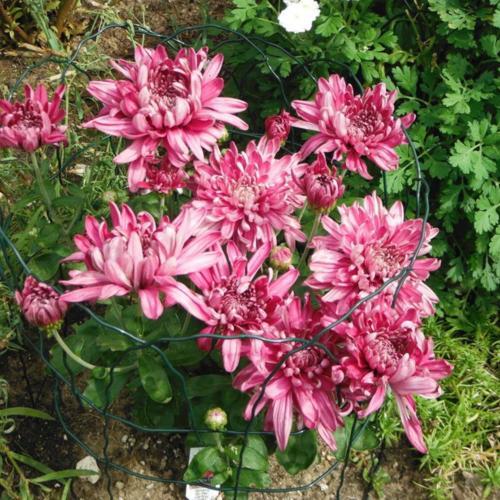 Garden Mum (Chrysanthemum 'Grape Glow')