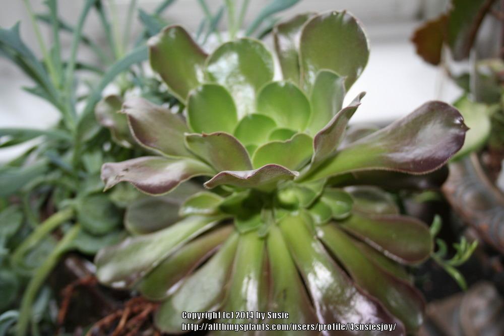 Tree Houseleek (Aeonium 'Durango') in the Aeoniums Database - Garden.org