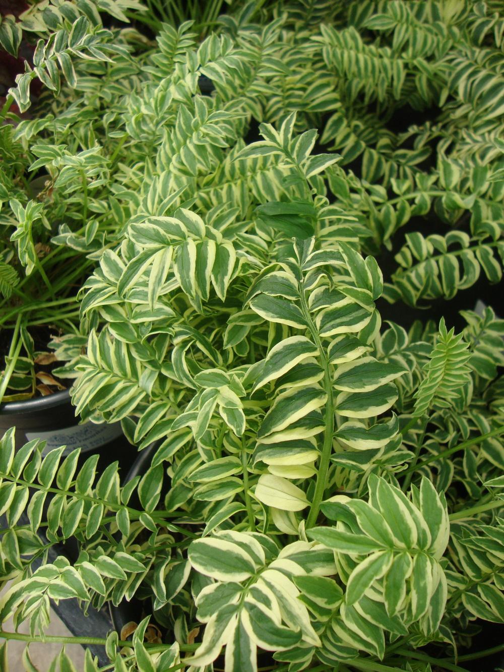 Photo of the entire plant of Variegated Jacob's Ladder (Polemonium