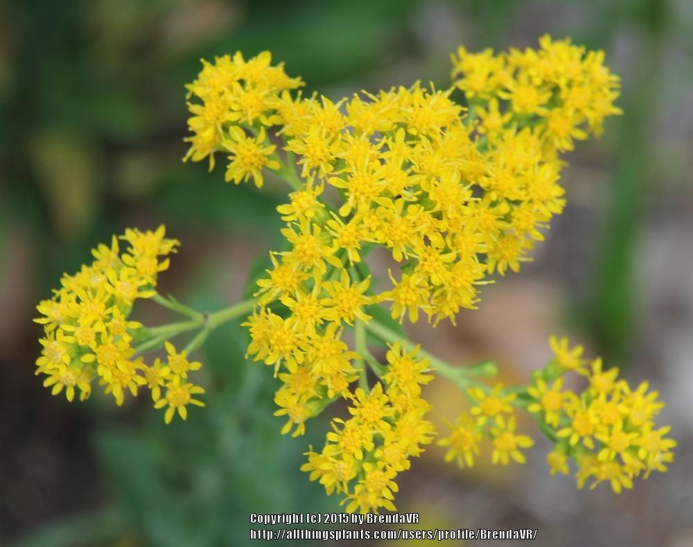 Solidago Rigida Golden Rockets Photo of the bloom of Stiff Goldenrod (Solidago rigida) posted by ...