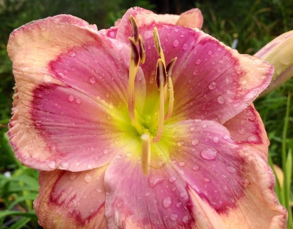 Daylily (Hemerocallis 'Celtic Butterfly') in the Daylilies Database