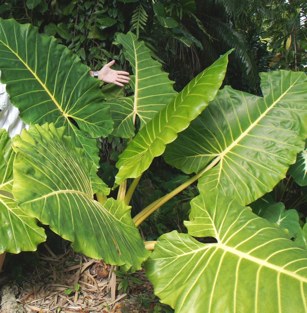 Elephant Ears (Alocasia) Plant Care and Collection of Varieties