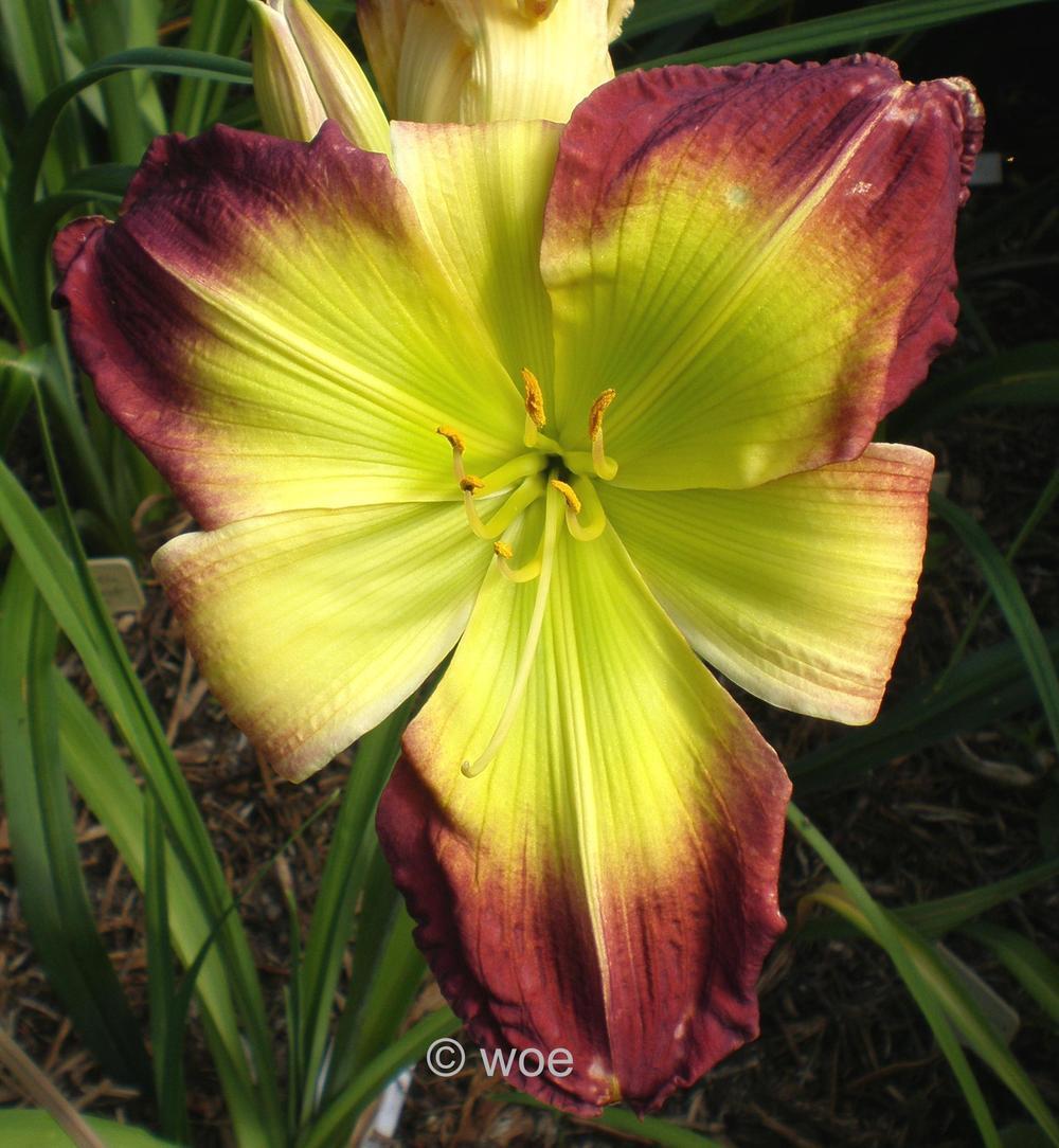 Daylily (Hemerocallis 'Kermit's Scream') in the Daylilies Database