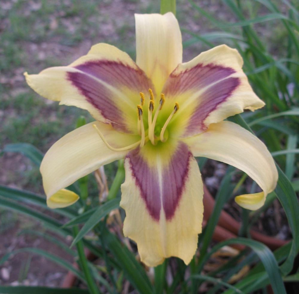 Daylily (Hemerocallis 'Art Gallery Etching') in the Daylilies Database