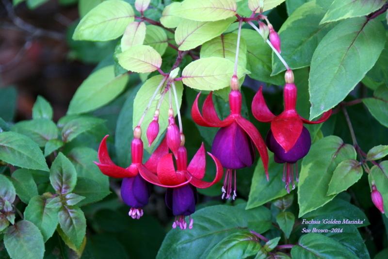 Fuchsia 'Golden Marinka' in the Fuchsias Database