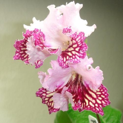 Cape Primrose (Streptocarpus 'Fiona') in the Cape Primroses Database