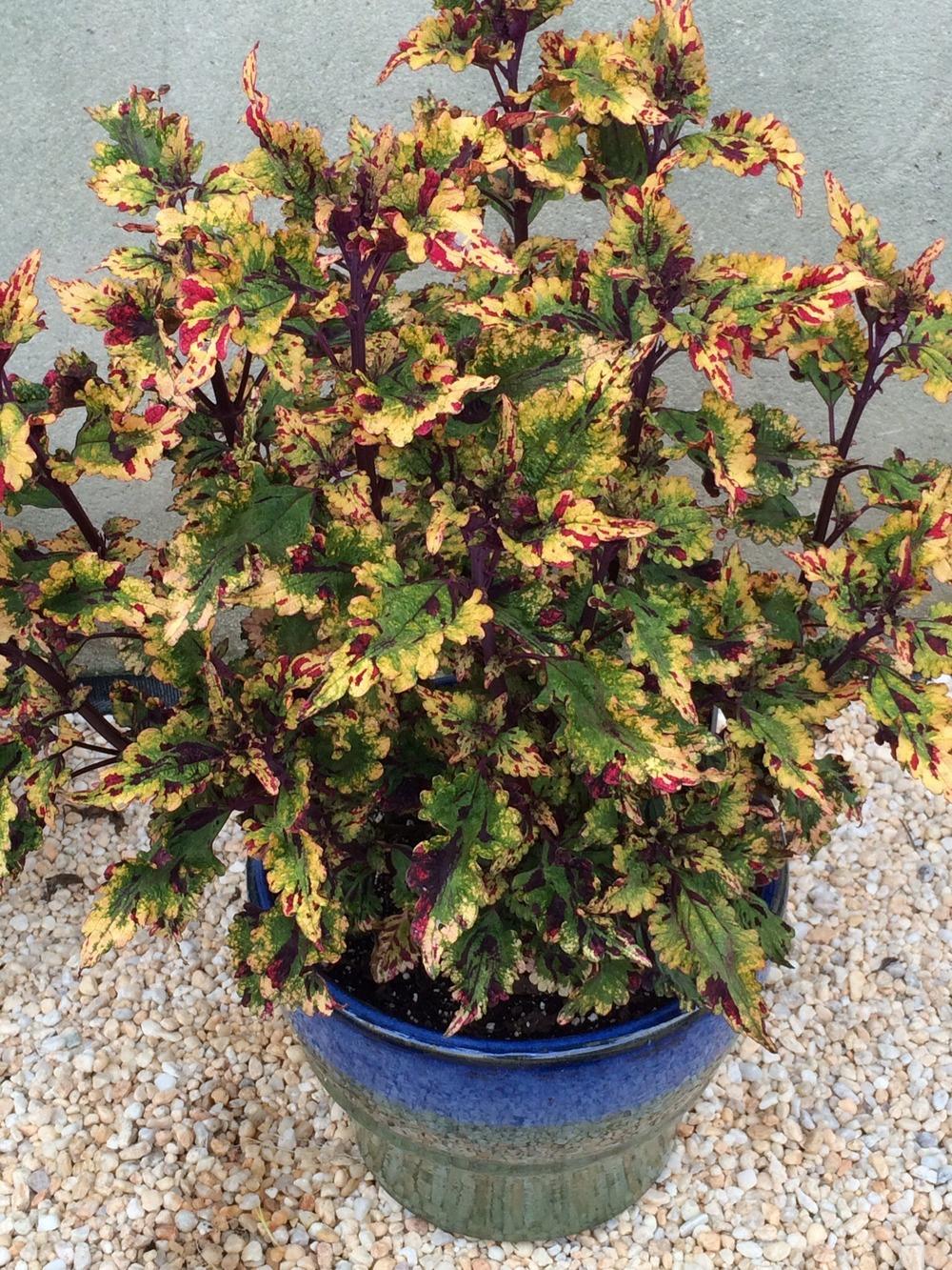 Coleus (Coleus scutellarioides ‘Solar Storm’) in the Coleus Database