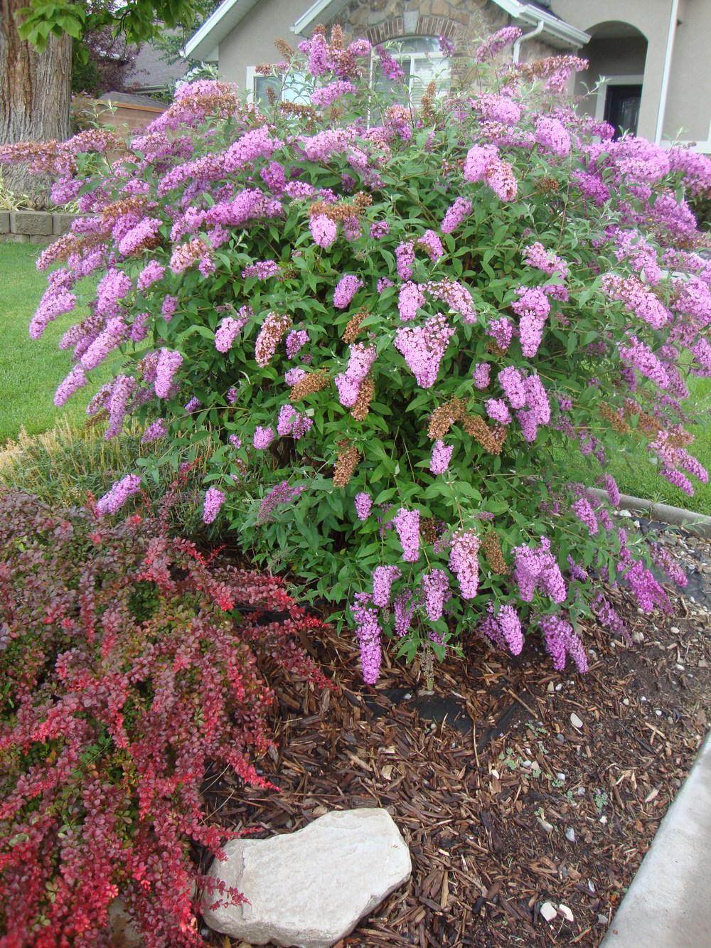 Photo of the entire plant of Butterfly Bush (Buddleja davidii 'Pink