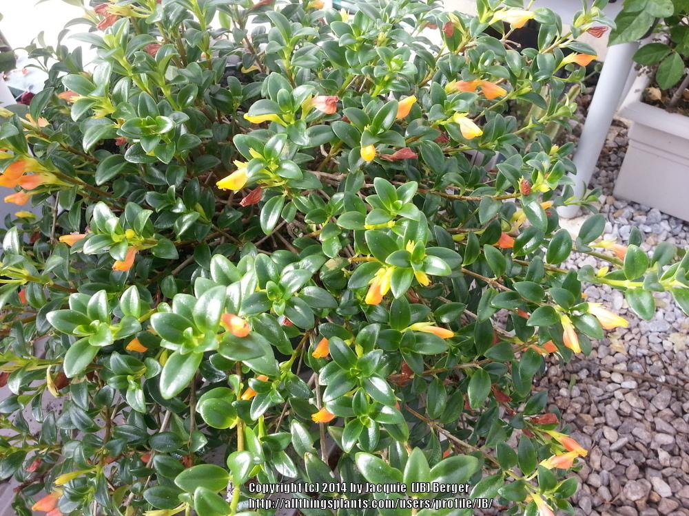 Lipstick or Goldfish plant? in the Houseplants forum