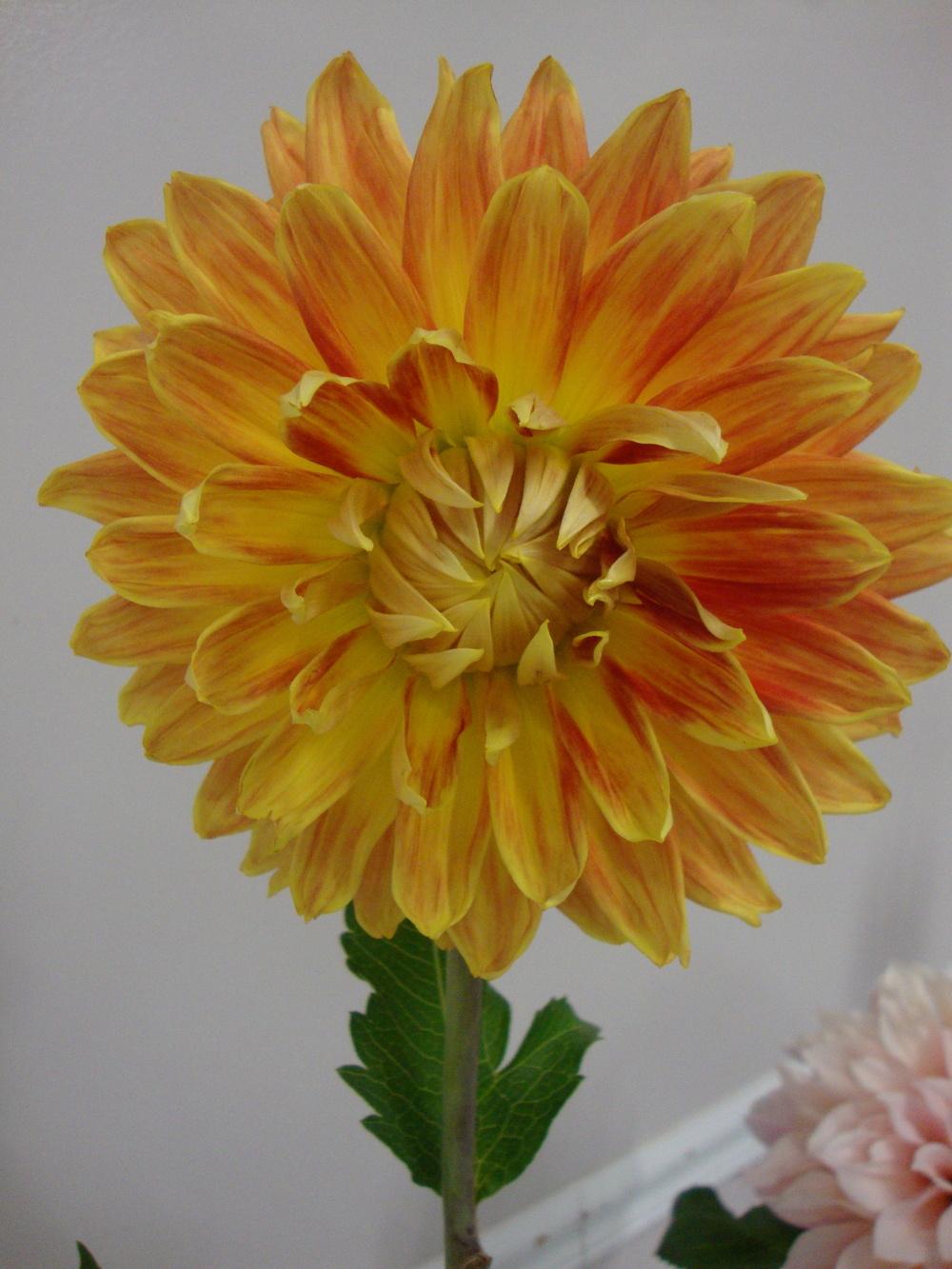 Dahlia ‘Gladiator’ in the Dahlias Database - Garden.org