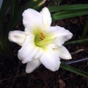 Location: Bronx NYDate: July 2014