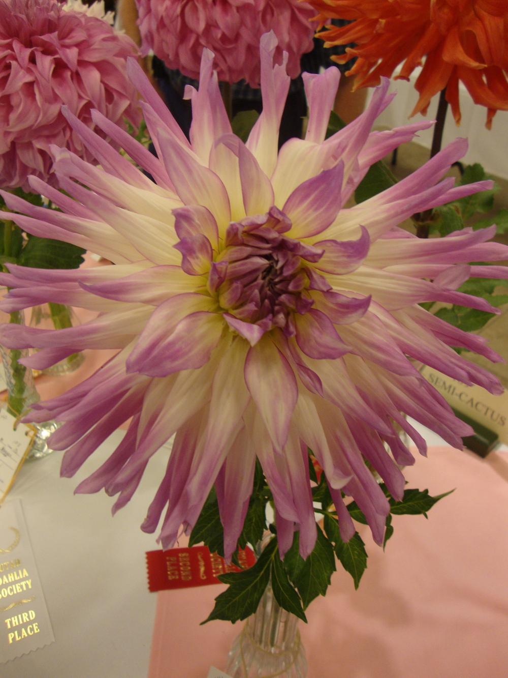 Photo of the bloom of Dahlia 'Mingus Wesley' posted by Paul2032