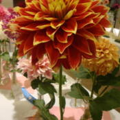 Photo of the bloom of Dahlia &lsquo;Ketchup & Mustard&rsquo; posted by Paul2032